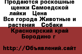 Продаются роскошные щенки Самоедской лайки › Цена ­ 40 000 - Все города Животные и растения » Собаки   . Красноярский край,Бородино г.